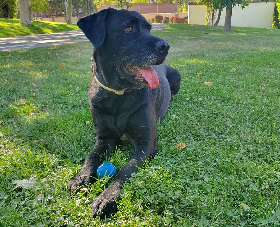 Gestión y Dirección de Guarderías, Criaderos y Protectoras de Perros y Gatos